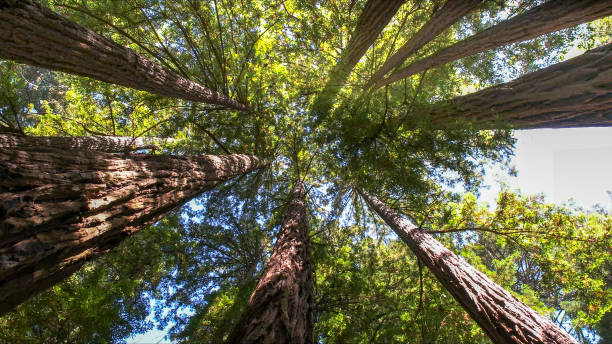 Best Tree Health Inspection  in Warren, IL
