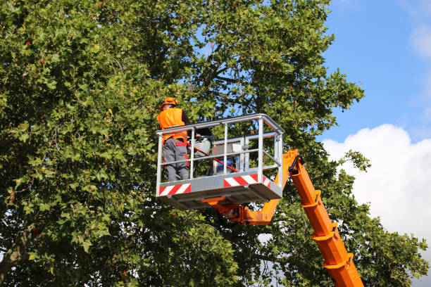 How Our Tree Care Process Works  in  Warren, IL
