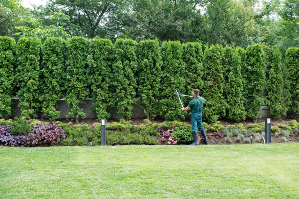 Best Tree Trimming and Pruning  in Warren, IL