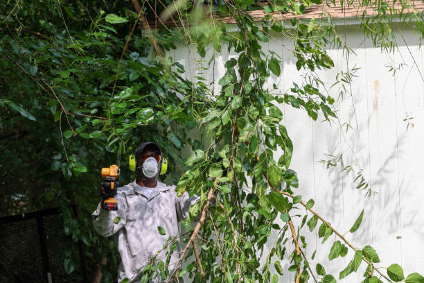 Best Pest Control for Lawns  in Warren, IL